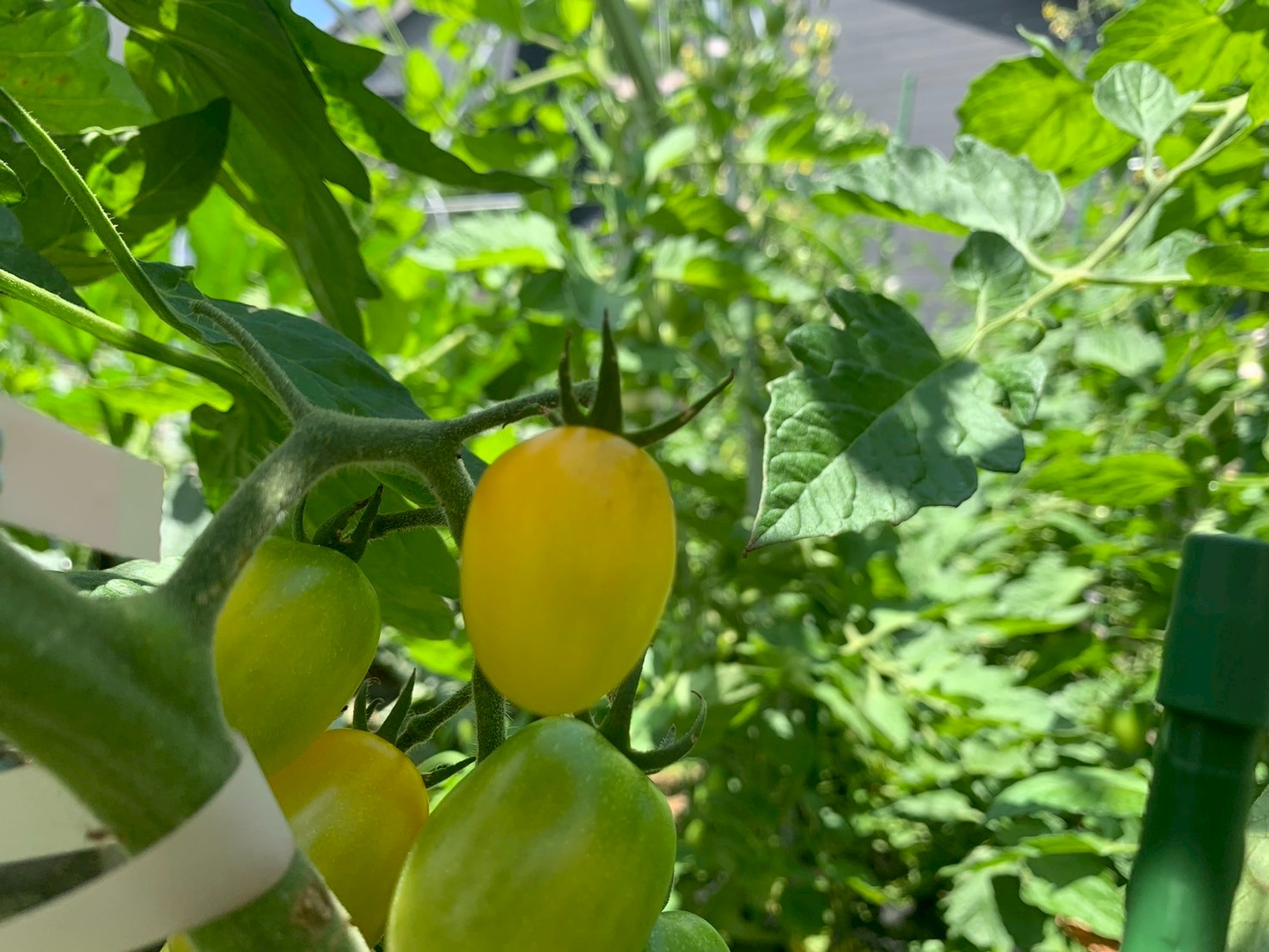 Read more about the article 【ふくろう農園】トマトが色づいてきました🍅